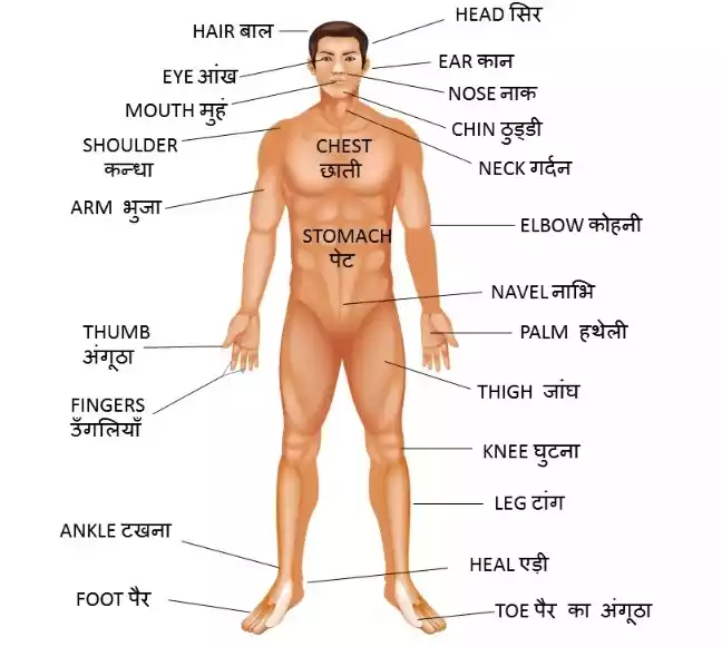 Body Parts Name Human Body Parts Name in Hindi
